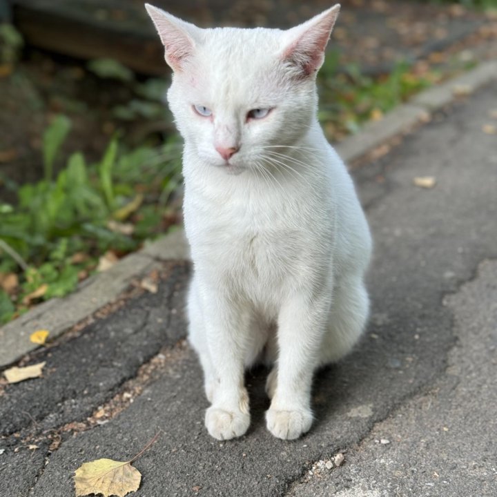 Кот блондин с голубыми глазами