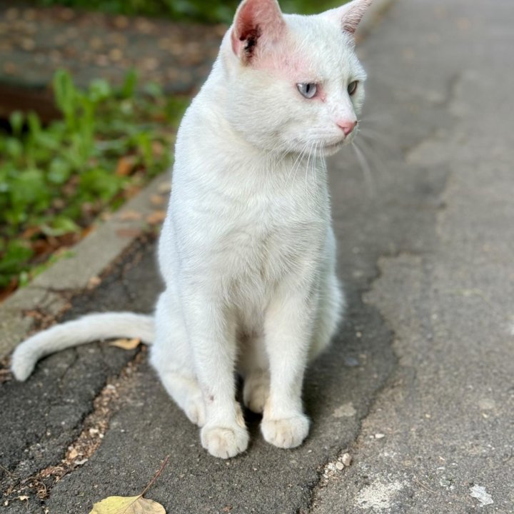 Кот блондин с голубыми глазами