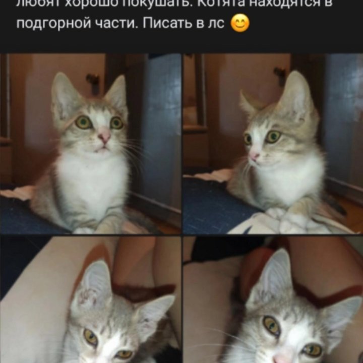 Котята