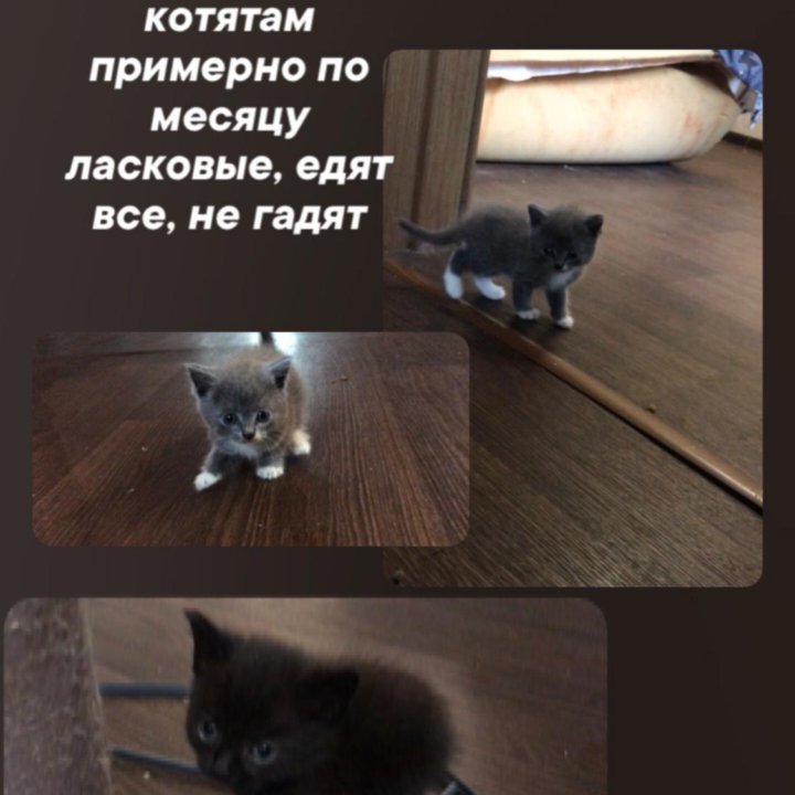 срочно отдам котят