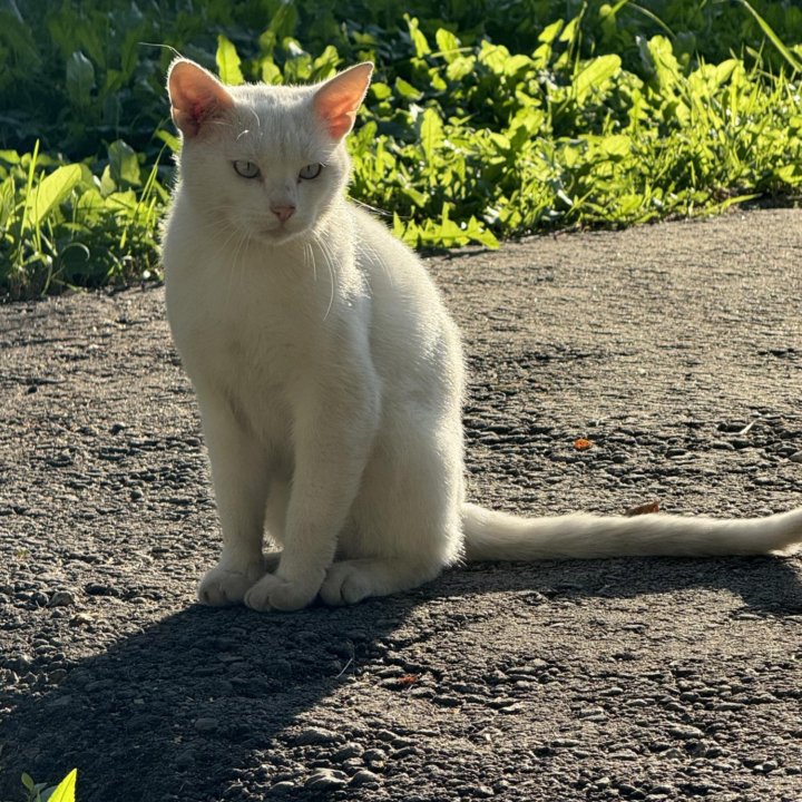 Кот блондин с голубыми глазами