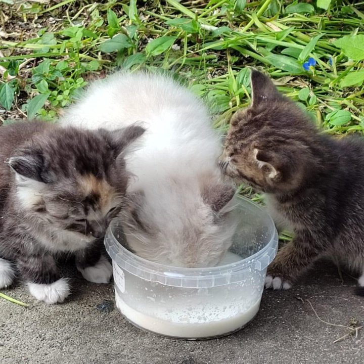 Котята во Владивостоке