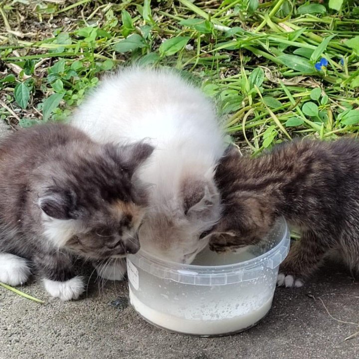 Котята во Владивостоке