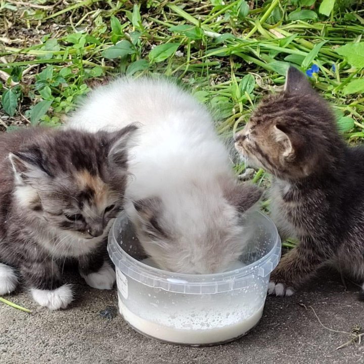 Котята во Владивостоке