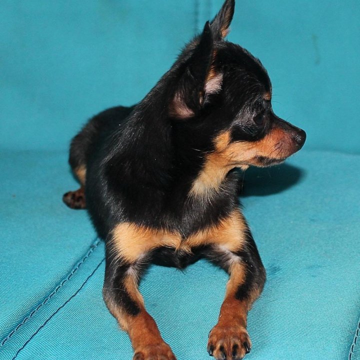 Микро девочка тойчик