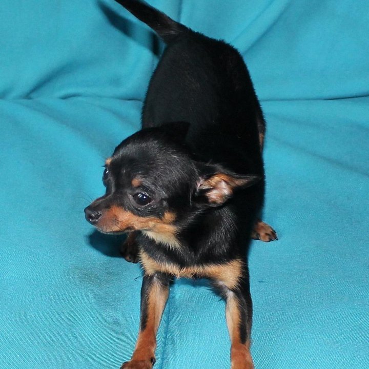 Микро девочка тойчик