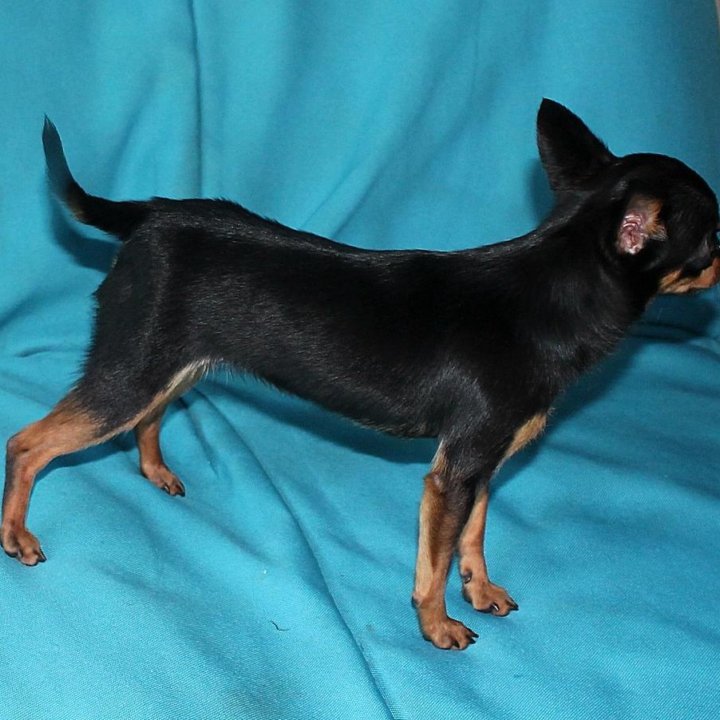 Микро девочка тойчик