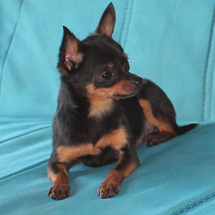 Микро девочка тойчик