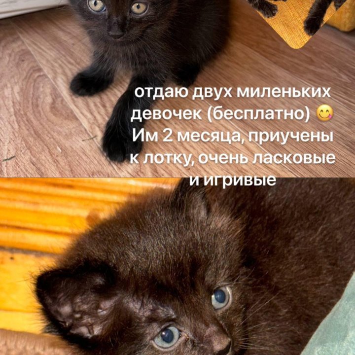 Котята, в добрые руки