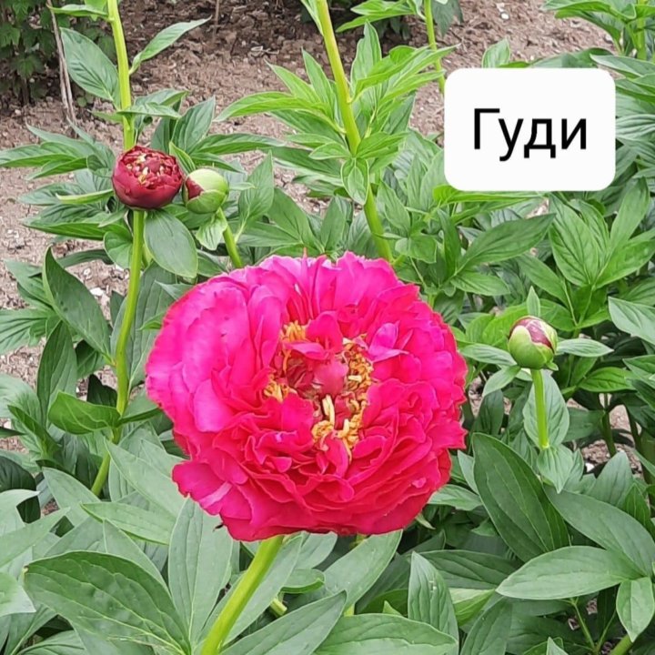 Пионы