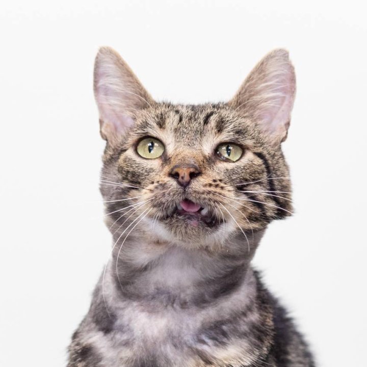 Котик Батон