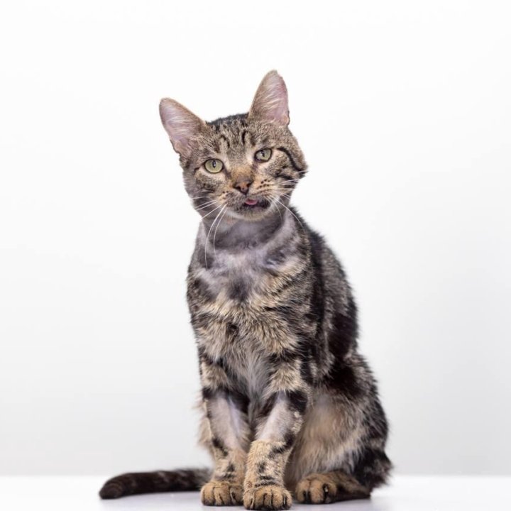 Котик Батон