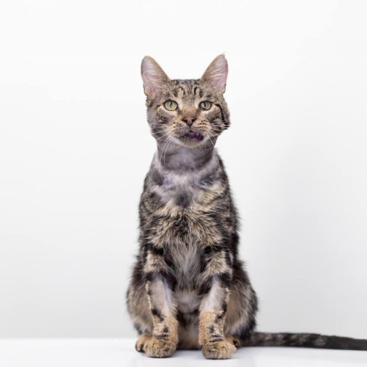 Котик Батон