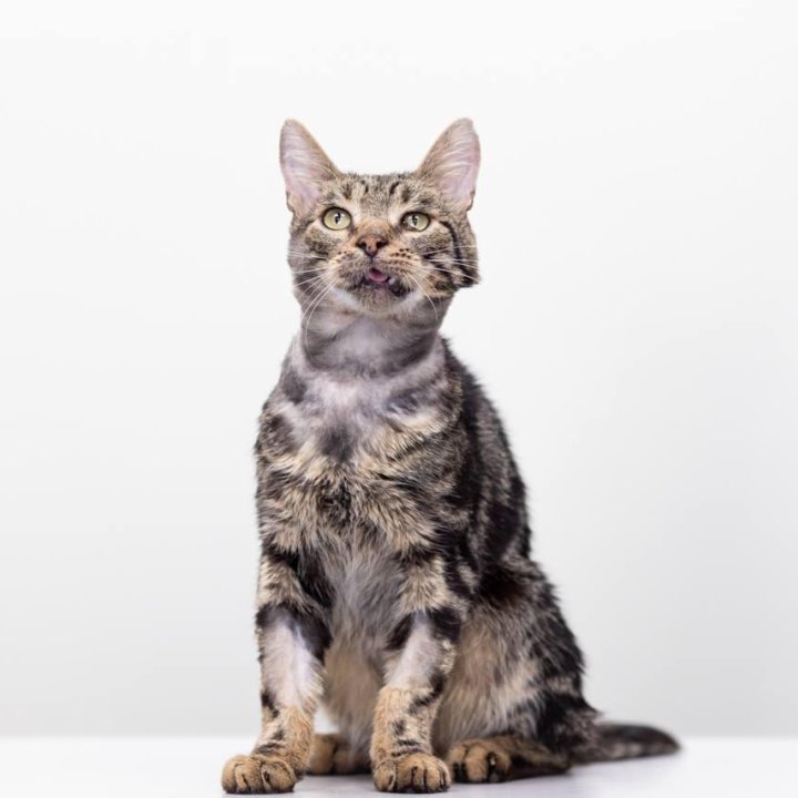 Котик Батон