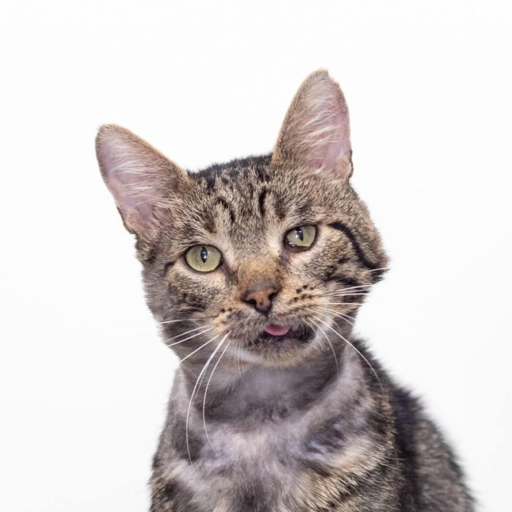 Котик Батон