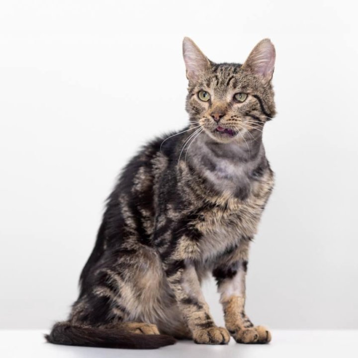 Котик Батон