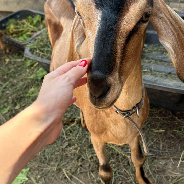 Коза нубийская