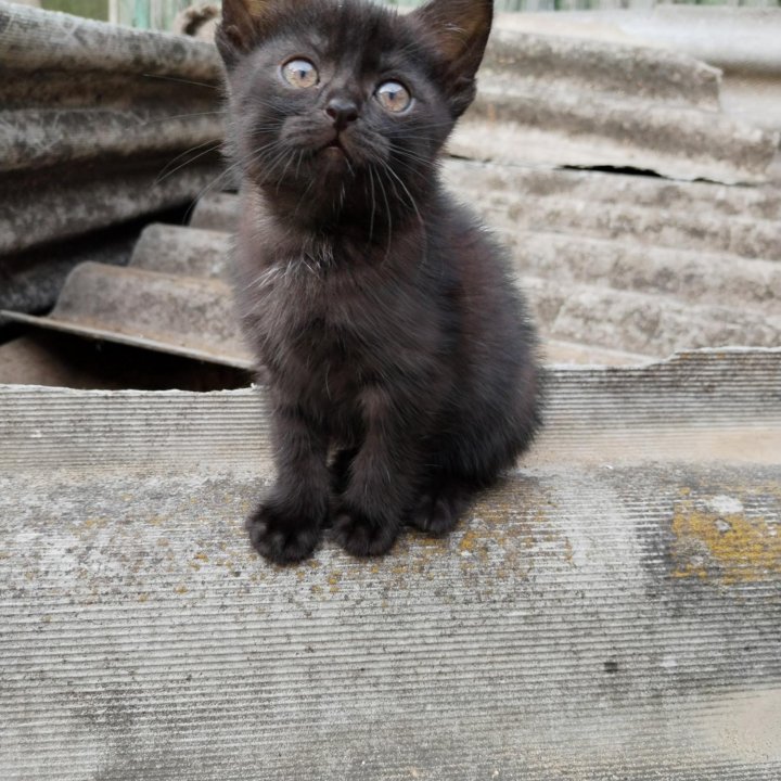 Котенок в добрые руки бесплатно