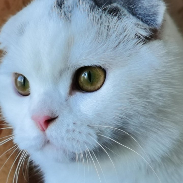 Мальчик ПЕРСЕЙ