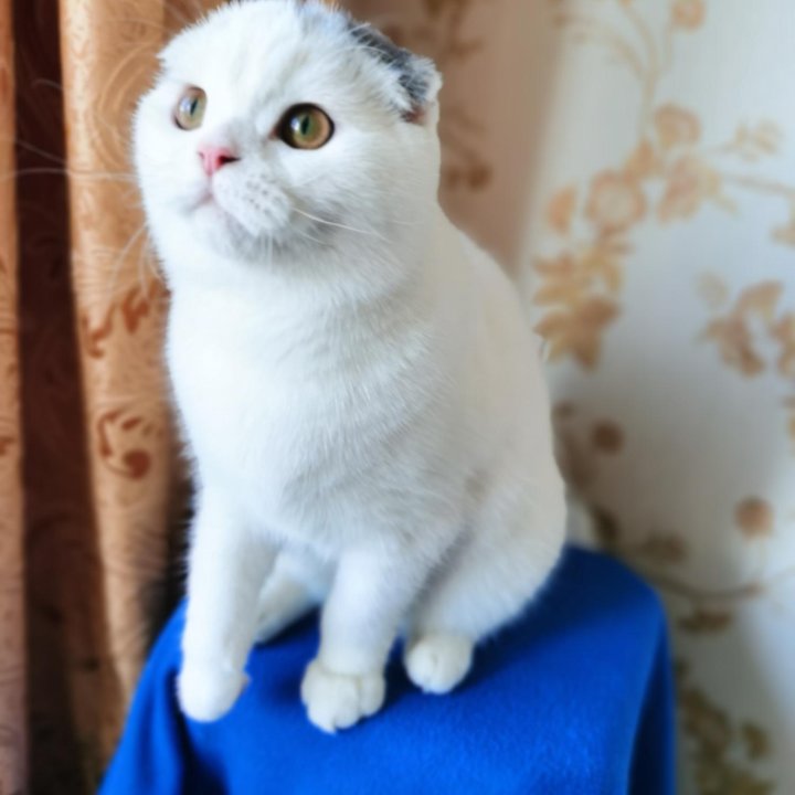 Мальчик ПЕРСЕЙ