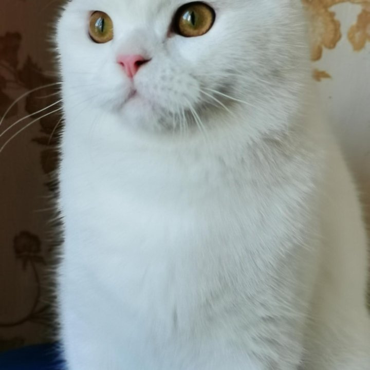 Мальчик ПЕРСЕЙ