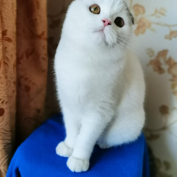 Мальчик ПЕРСЕЙ