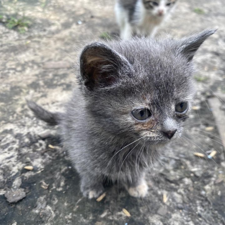 котята в добрые руки