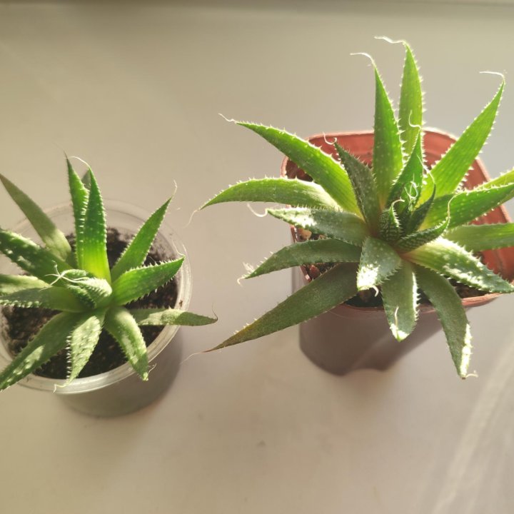 Алоэ остистое, aloe aristata, суккулент