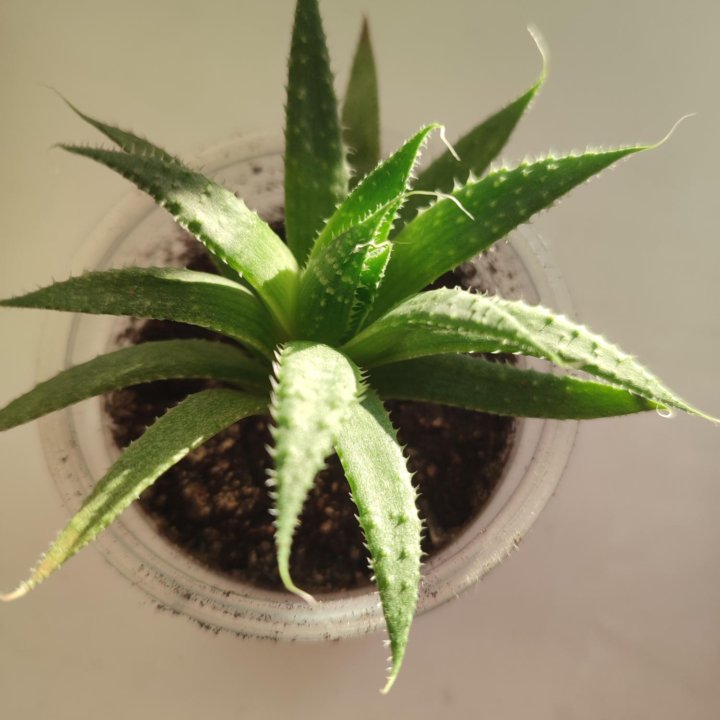 Алоэ остистое, aloe aristata, суккулент