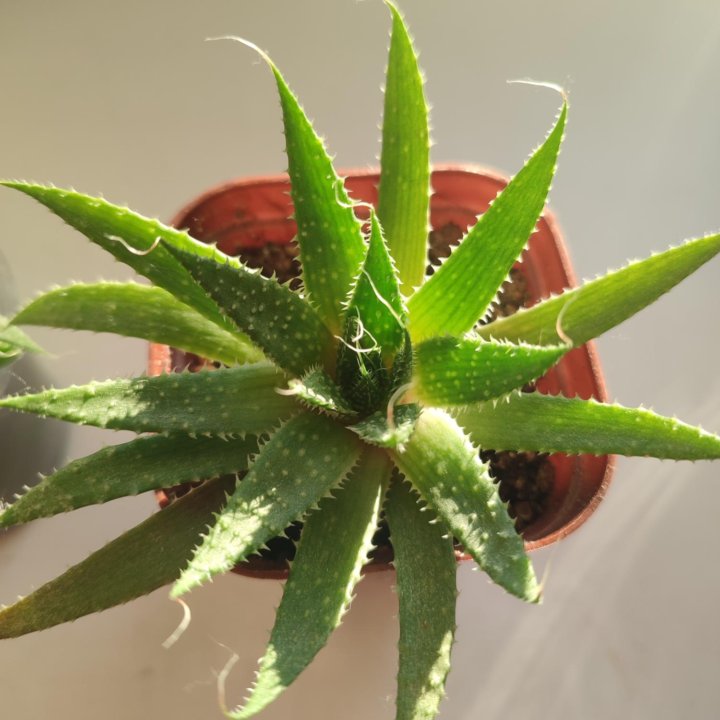 Алоэ остистое, aloe aristata, суккулент