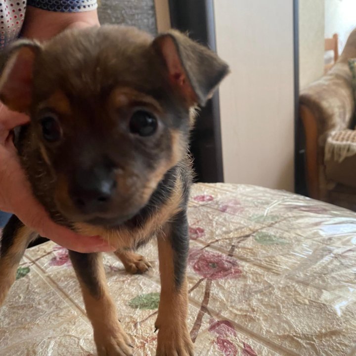 Щенок той терьер, мальчик