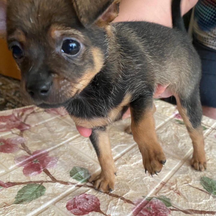 Щенок той терьер, мальчик