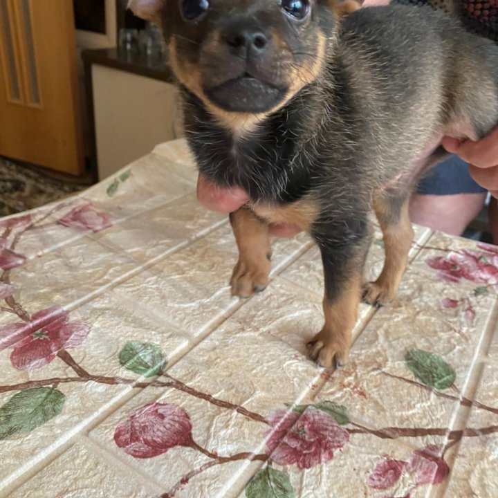 Щенок той терьер, мальчик