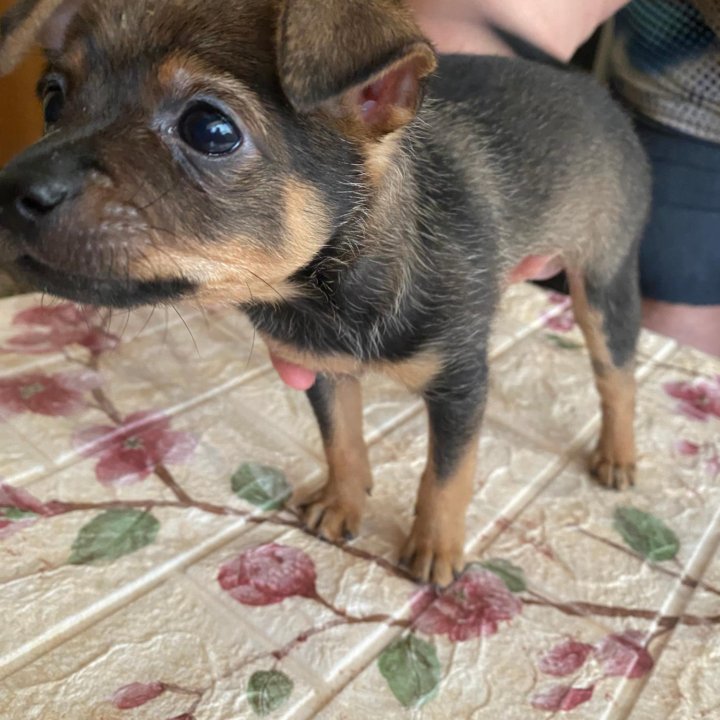 Щенок той терьер, мальчик