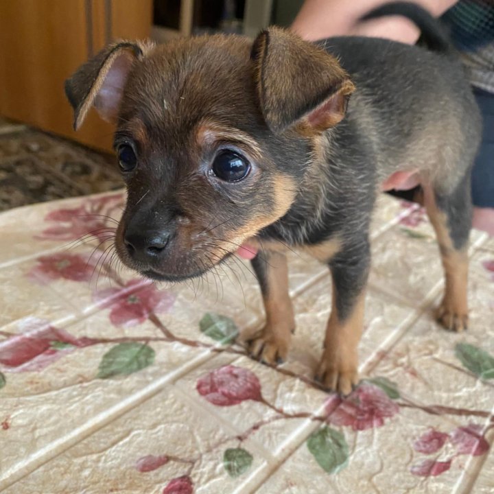 Щенок той терьер, мальчик