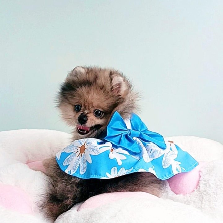 Померанский шпиц, девочка