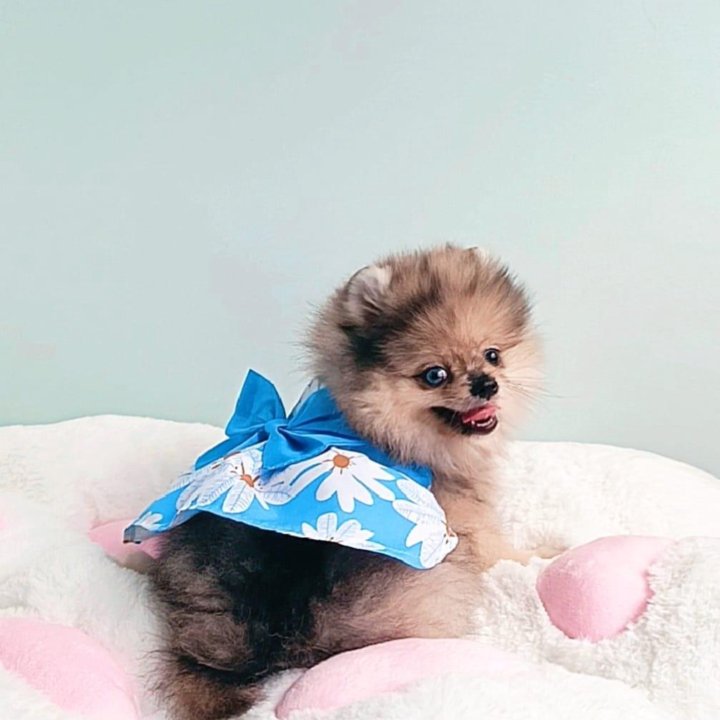 Померанский шпиц, девочка