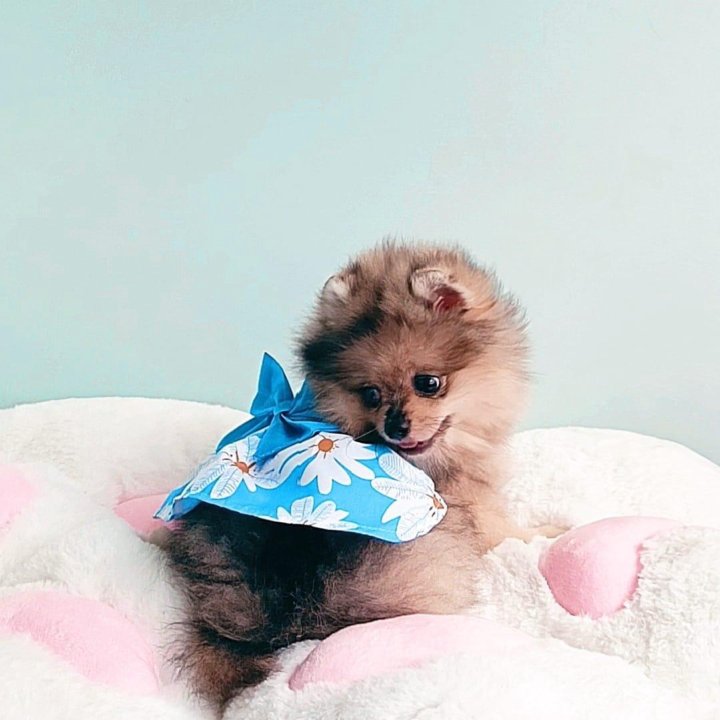 Померанский шпиц, девочка