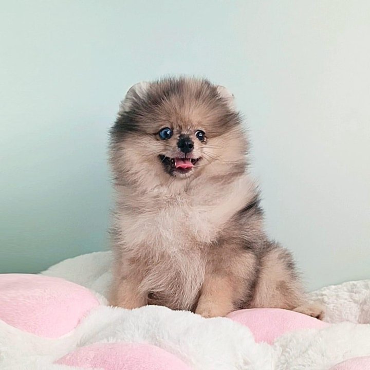 Померанский шпиц, девочка