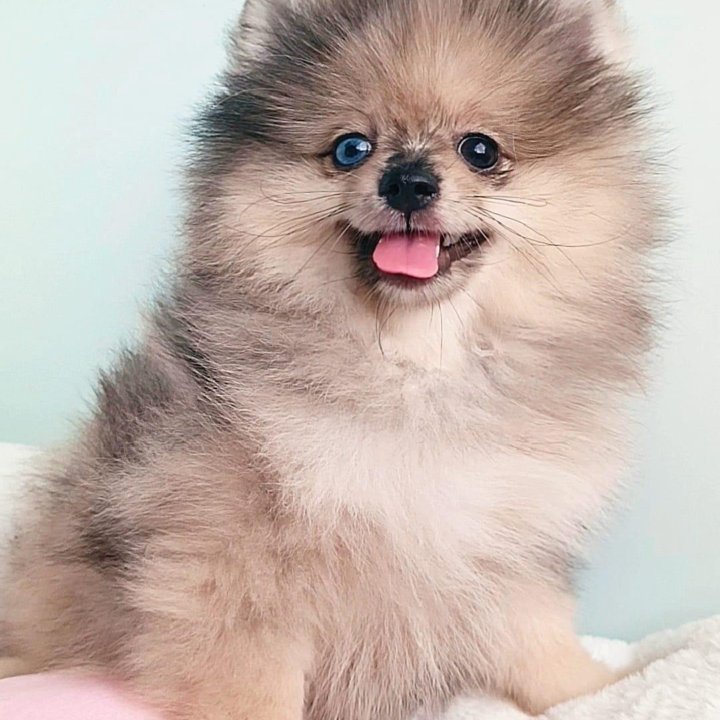 Померанский шпиц, девочка