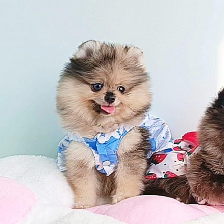 Померанский шпиц, девочка