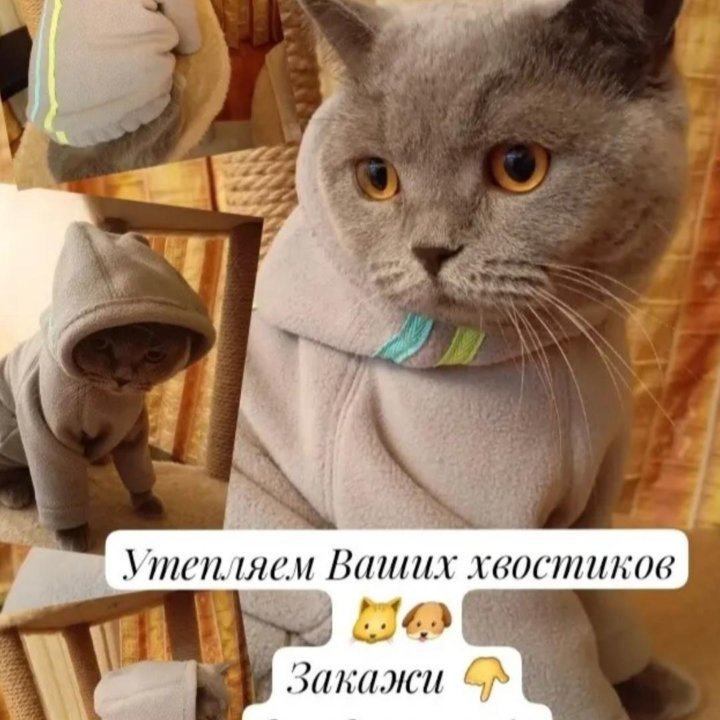 Одежда для животных