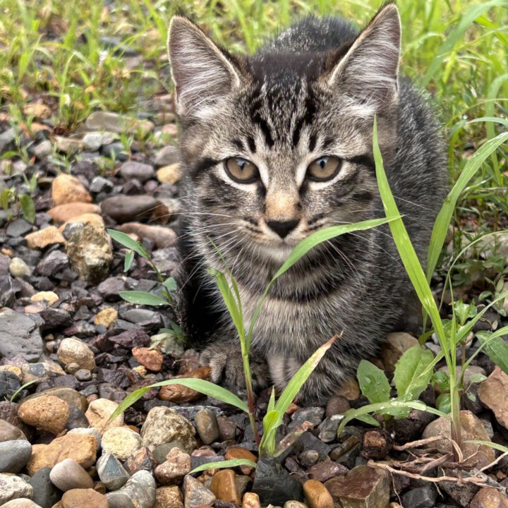 Отдам котенка в добрые руки!!