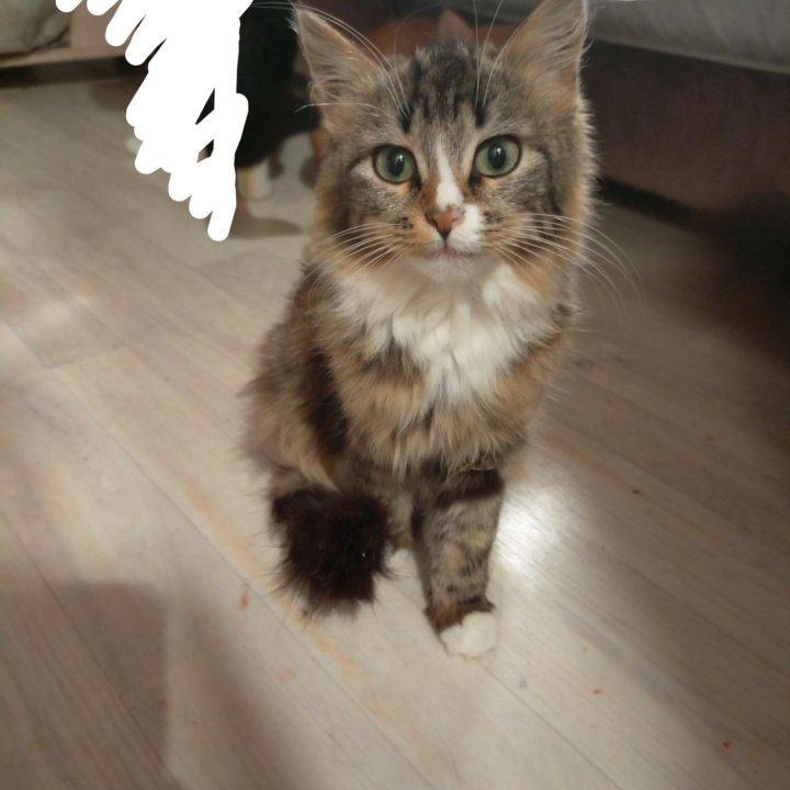 Девочка, 3 мес