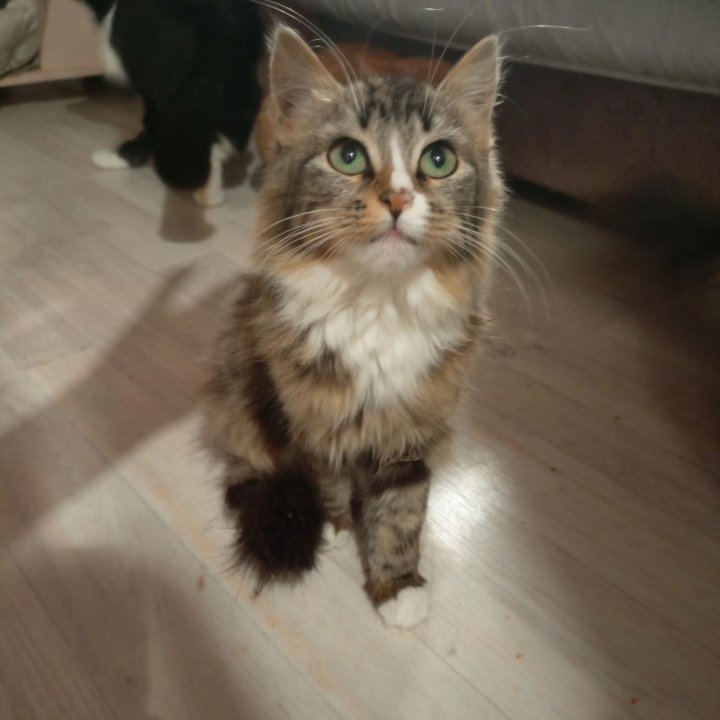 Девочка, 3 мес