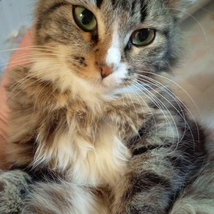 Девочка, 3 мес