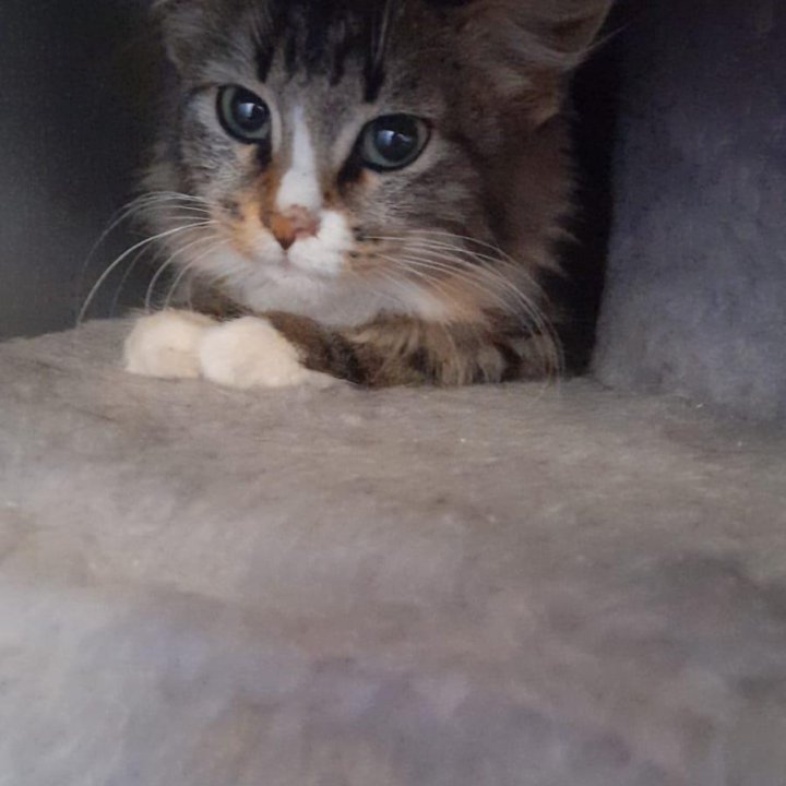 Девочка, 3 мес