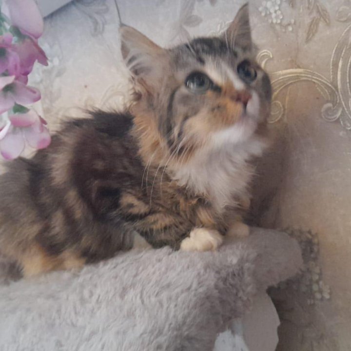 Девочка, 3 мес