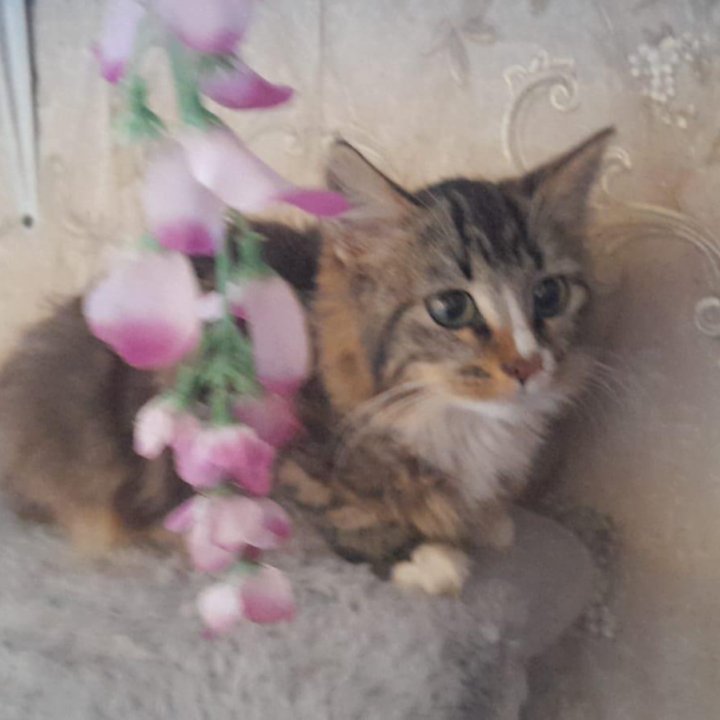 Девочка, 3 мес