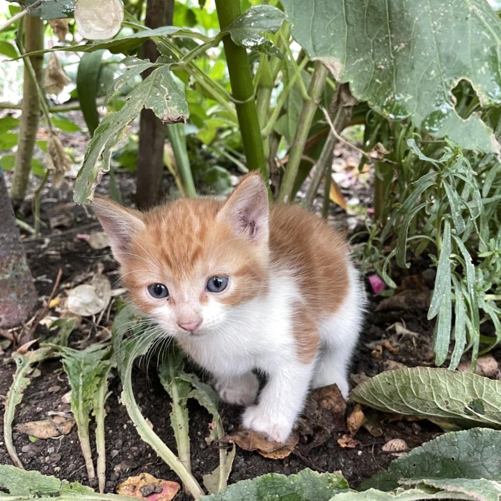 Котята, было 6 котят,осталось 3,возраст 1,5 месяца